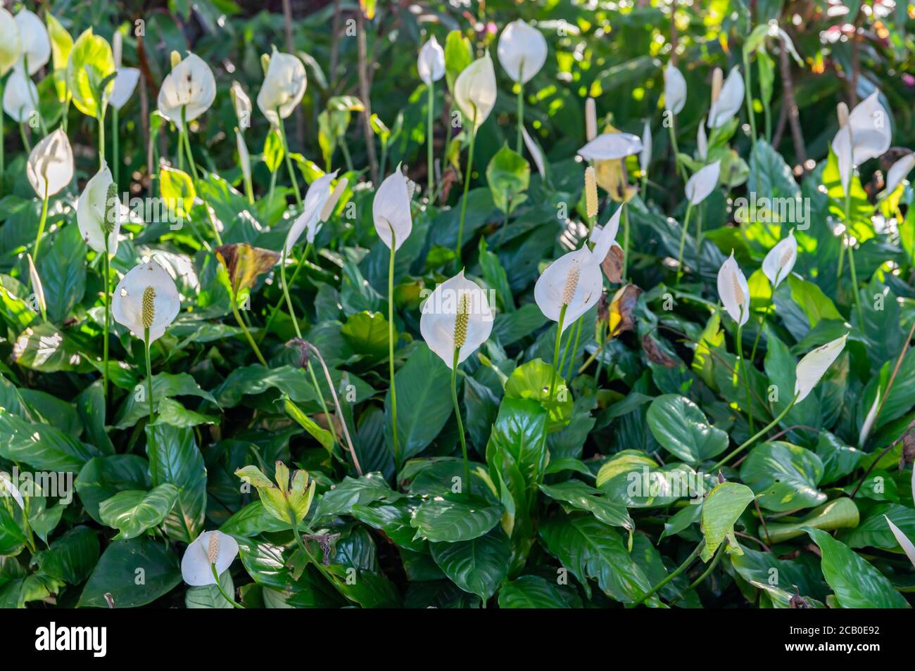 Peace lily in a garden area at The Domain-Philip Precinct on a sunny winter afternoon Stock Photo