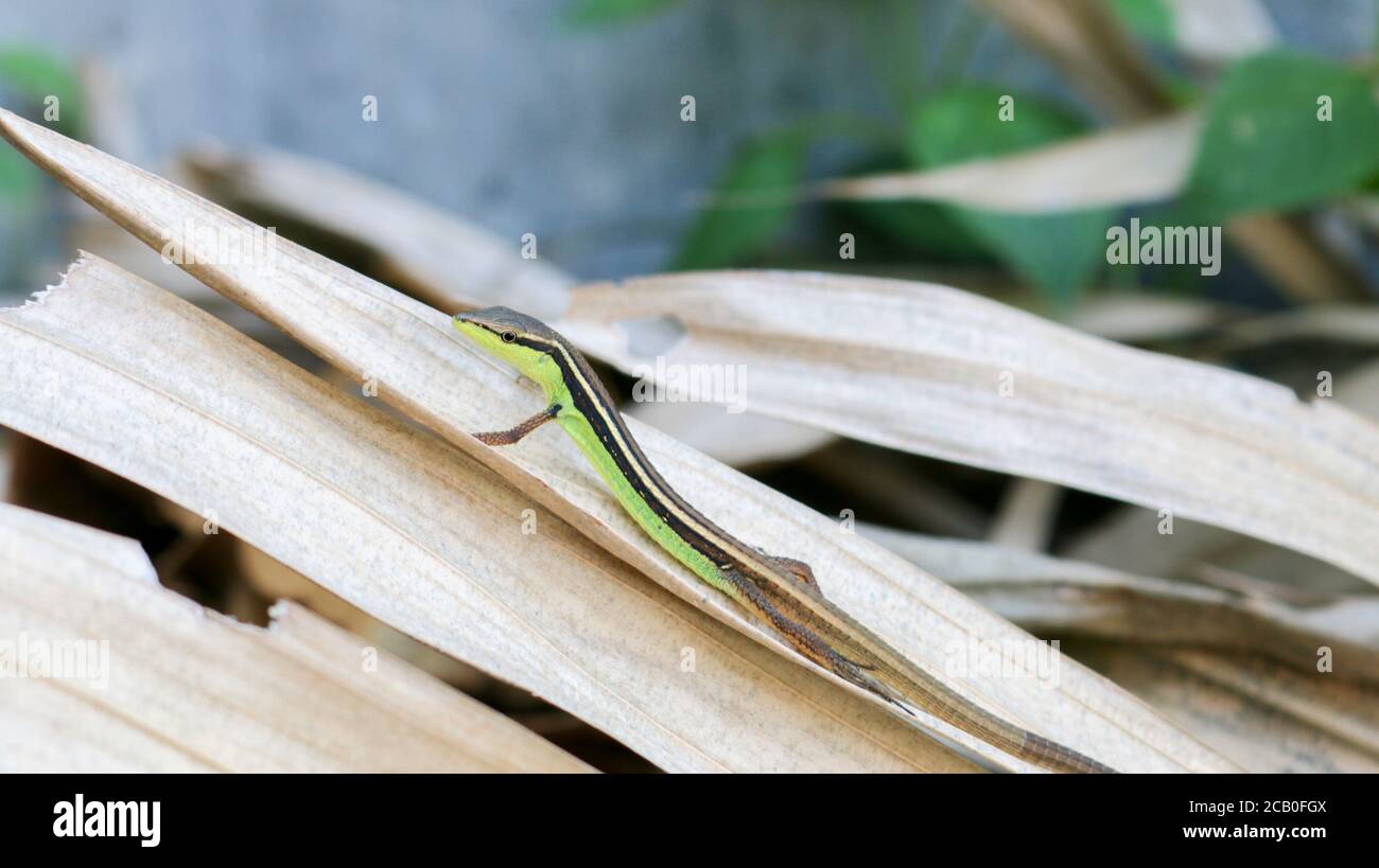 Yellow headed day gecko (Phelsuma klemmeri) on bamboo. Stock Photo
