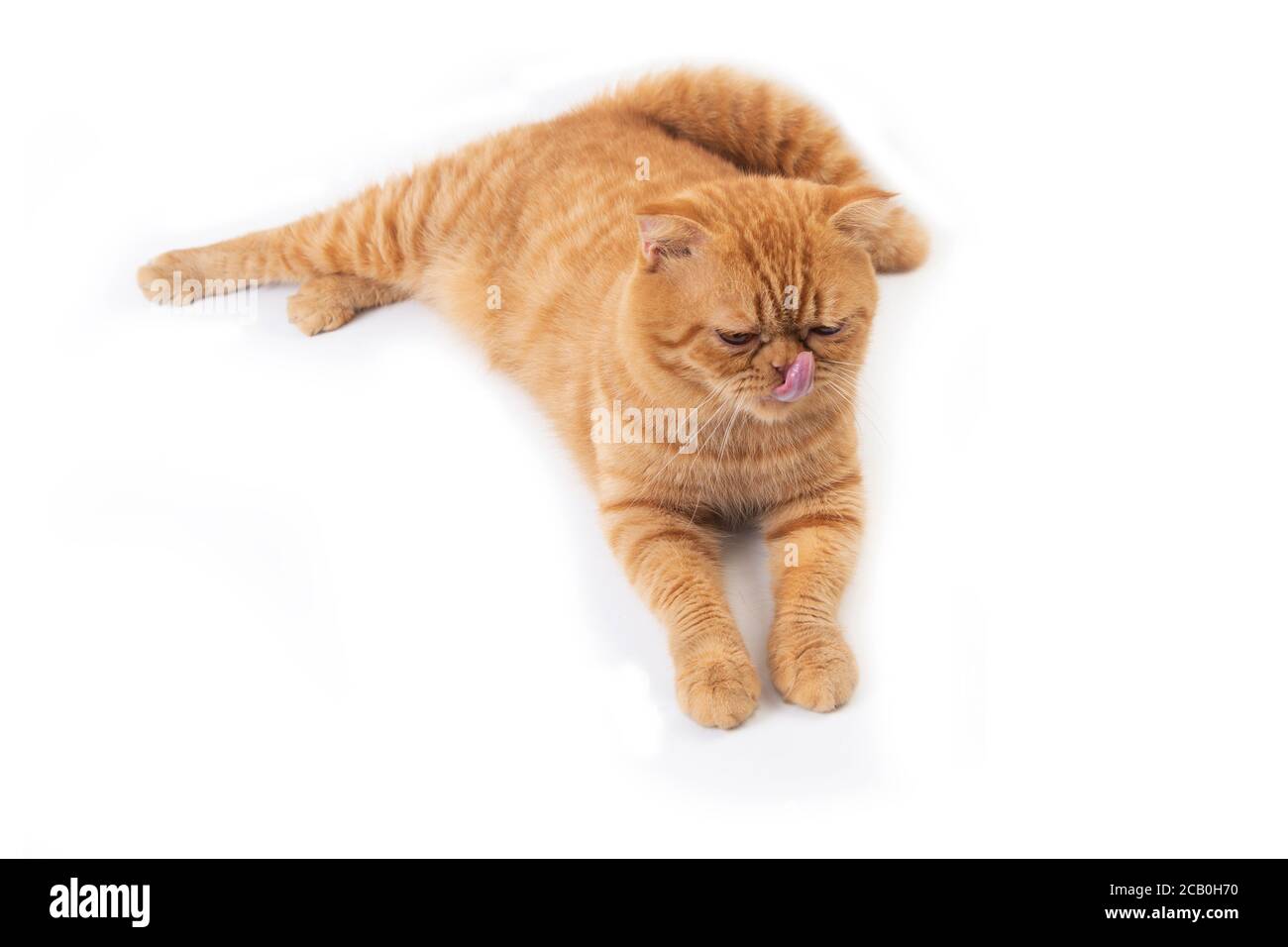 Studio shot of cute scottish fold cat lay down on floor, sticking out its tongue and licking its