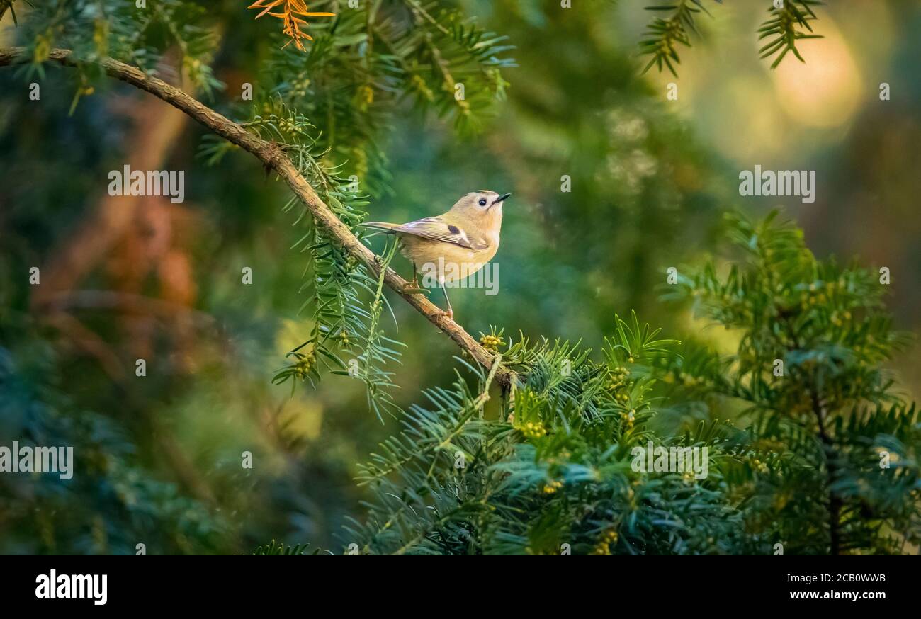 goldcrest sitting on the spruce twig Regulus regulus European smallest songbird in the nature habitat. The goldcrest is a very small passerine bird in Stock Photo