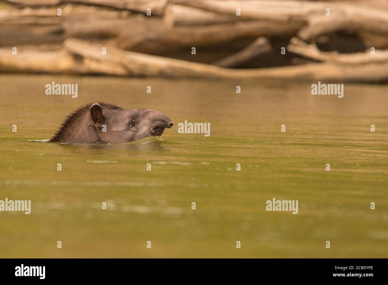 South American tapir (Tapirus terrestris) crossing the Guayabero river, Macarena, Colombia Stock Photo