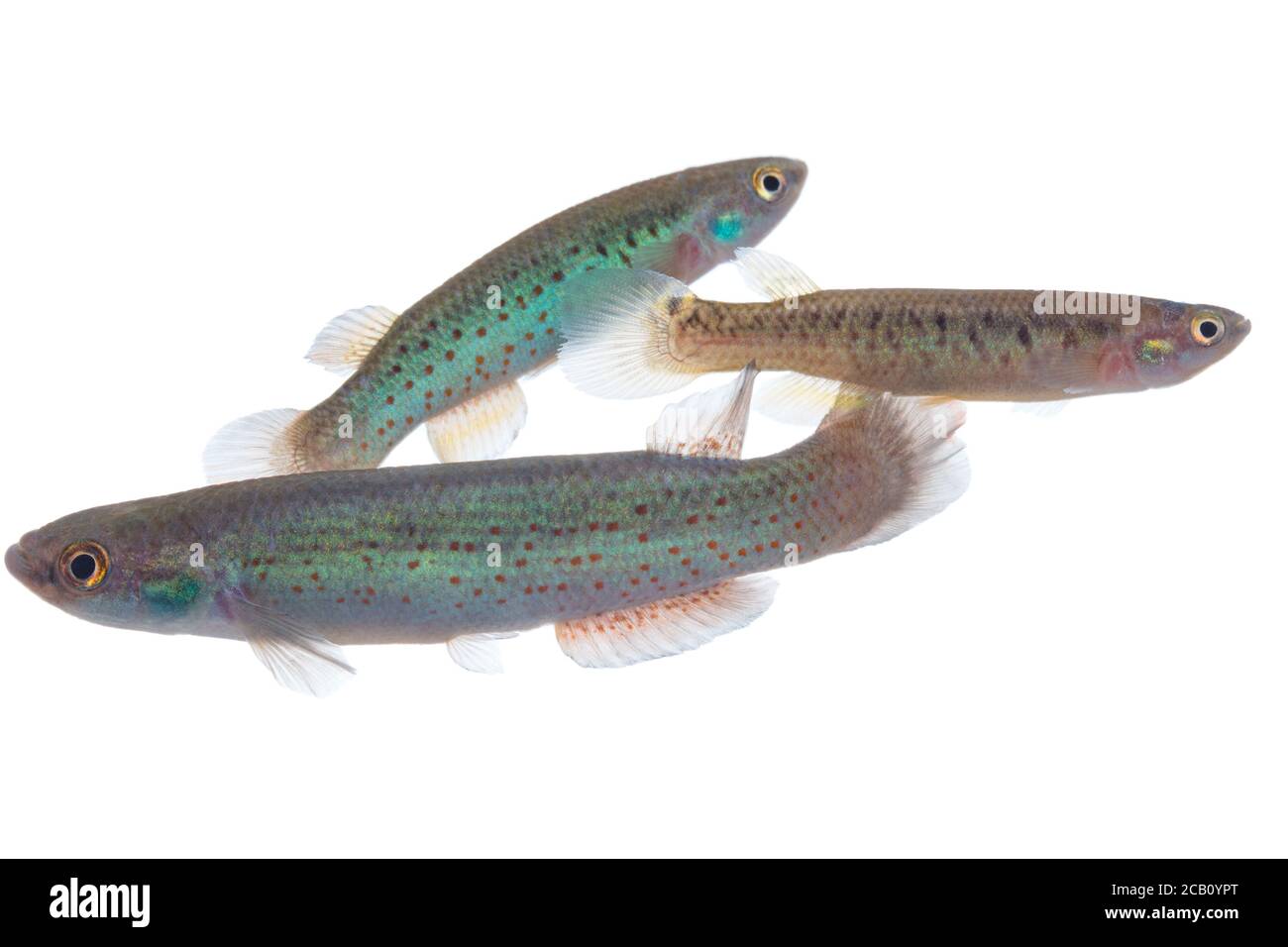 Two females and one male of the Magdalena rivulin (Cynodonichthys magdalenae), a freshwater fish the rivulin family in the order of the Cyprinodontifo Stock Photo