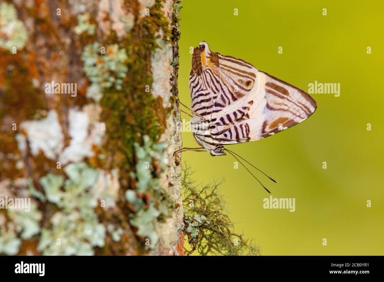 Dirce beauty, mosaic or zebra mosaic (Colobura dirce), is a butterfly of the family Nymphalidae. Icononzo, Tolima, Colombia Stock Photo