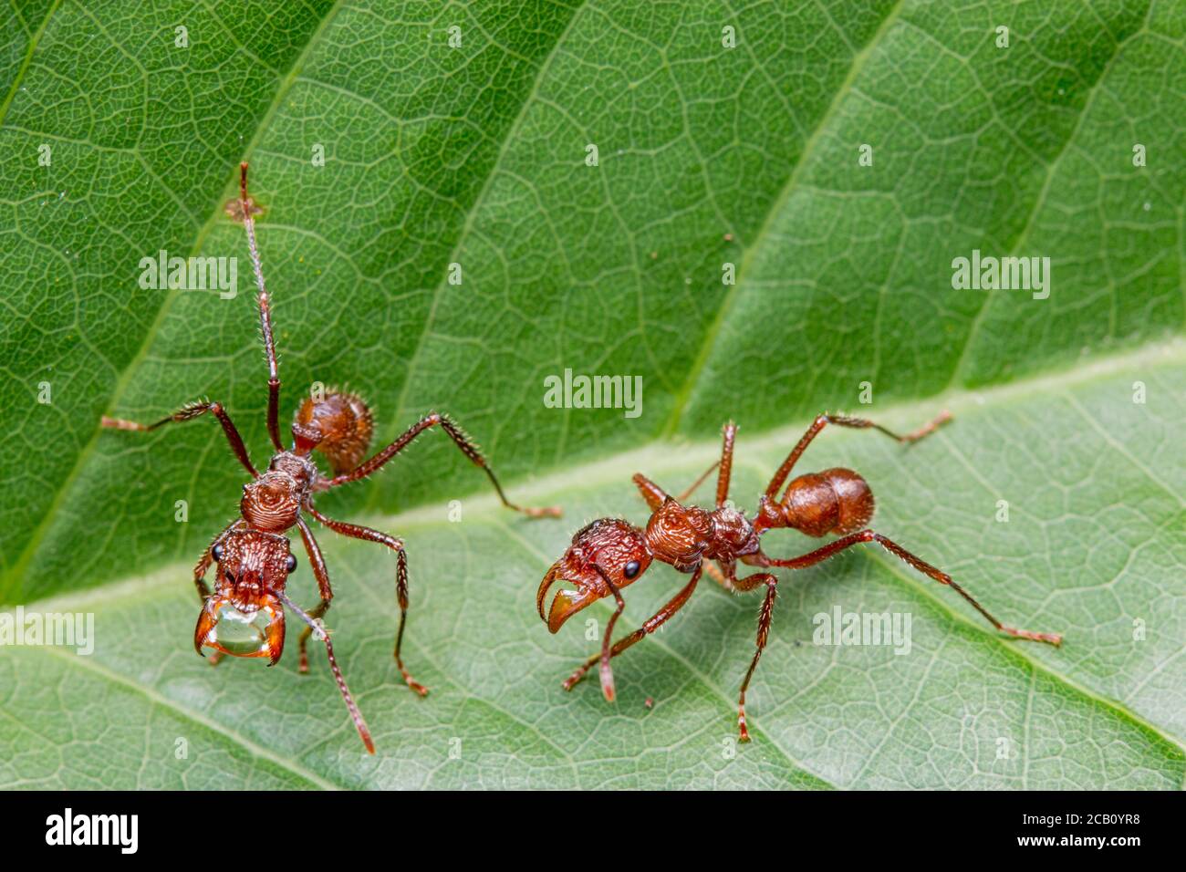 Ectatomma tuberculatum is a ant can be a common and readily observable constituent of ant communities in favorable habitat. Ibague, Tolima, Colombia Stock Photo