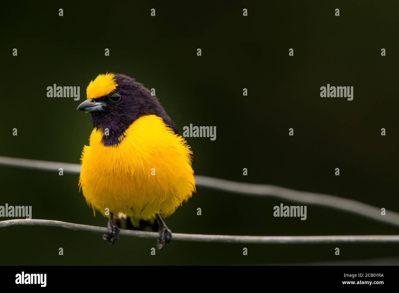 Purple-throated euphonia (Euphonia chlorotica) is a songbird species in the family Fringillidae. Here on a clothesline in a house, Colombia Stock Photo
