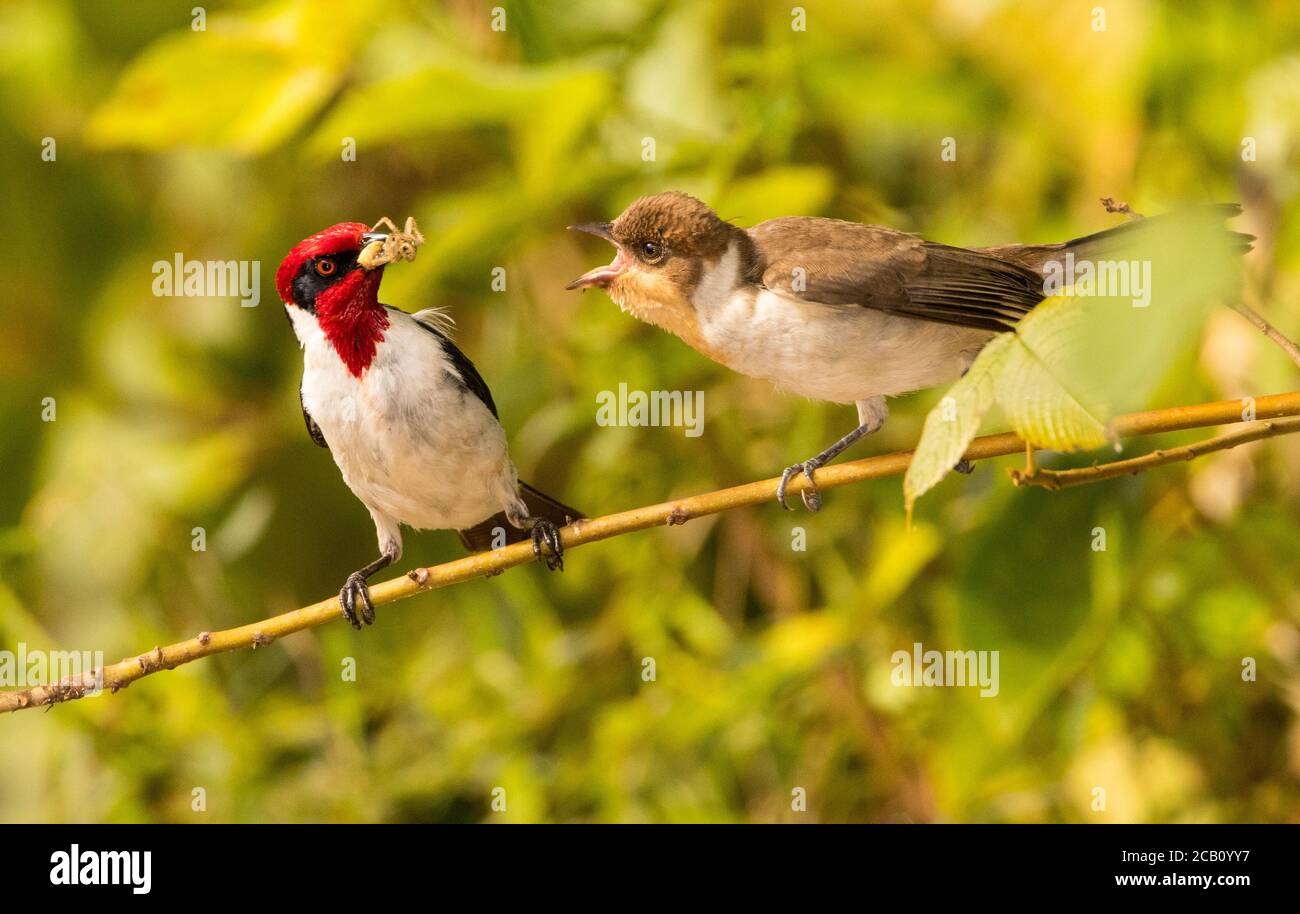 Red-capped cardinal (Paroaria gularis) feeding its young with a spider, Casanare, Colombia Stock Photo