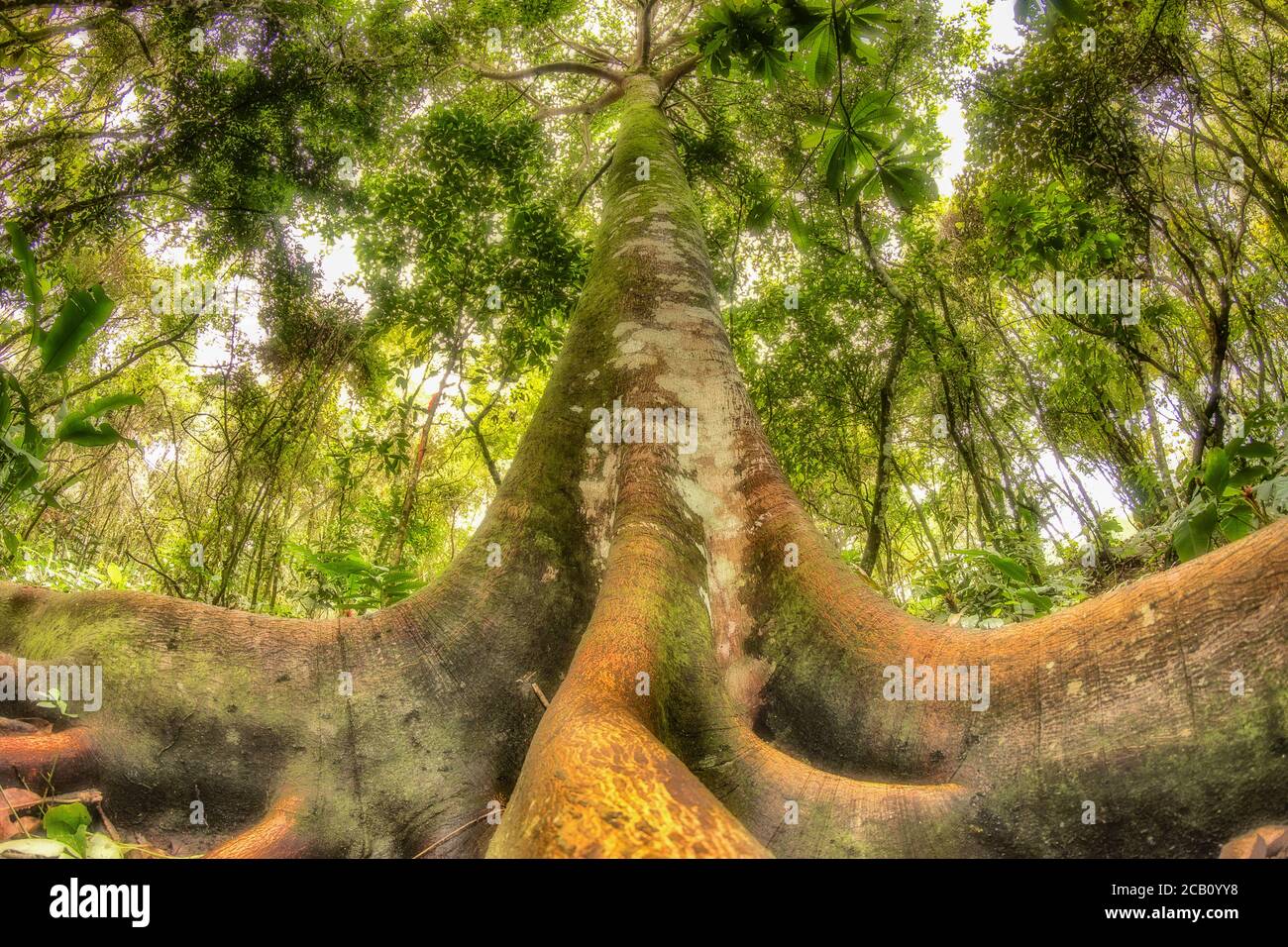 Ficus insipida is a tropical tree in the fig genus of the family Moraceae. It ranges from Mexico to South America, and is commonly found in cloud fore Stock Photo