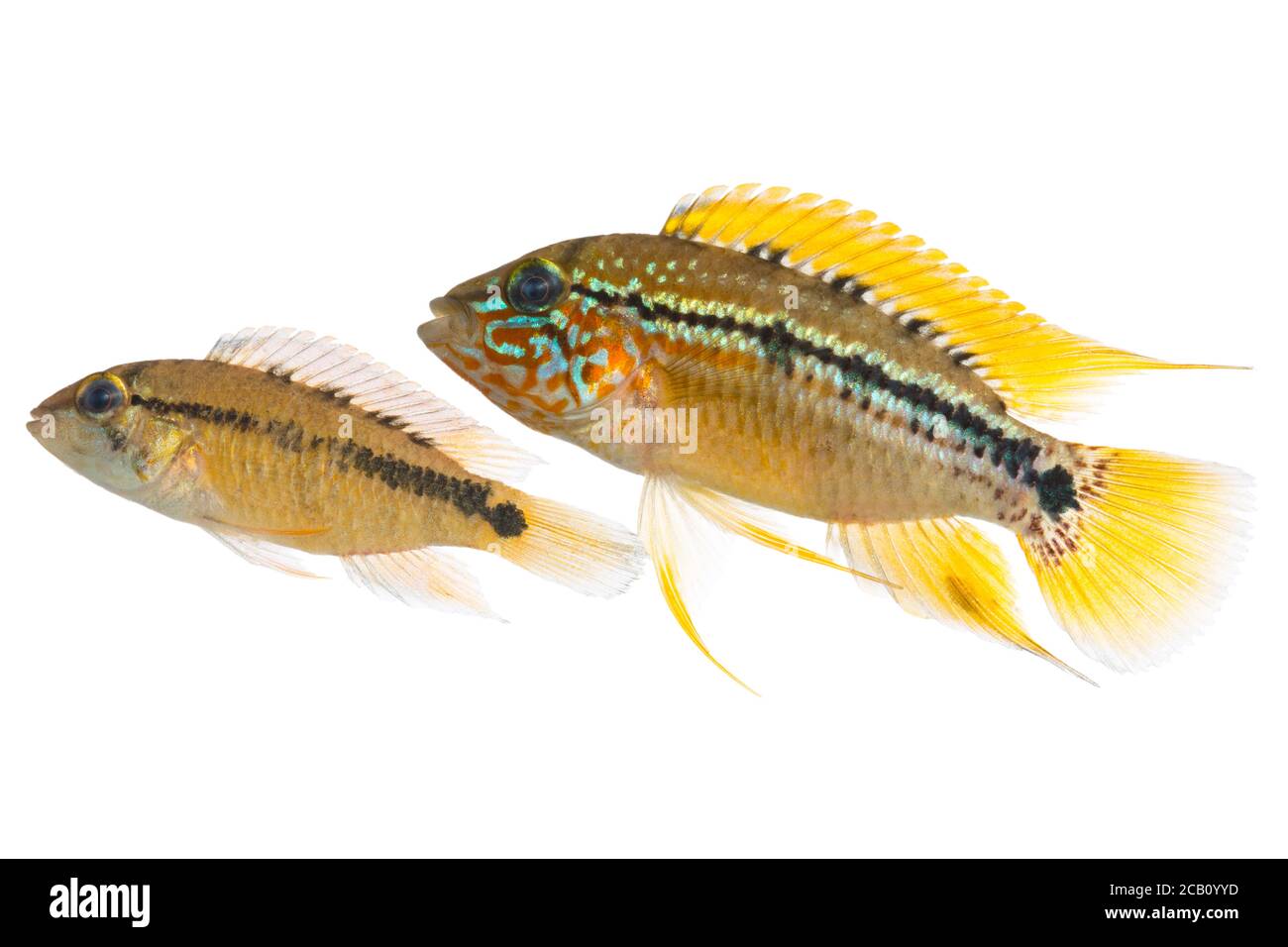 Apistogramma alacrina is a species of fish in the Cichlidae family of the order Perciformes. Stock Photo