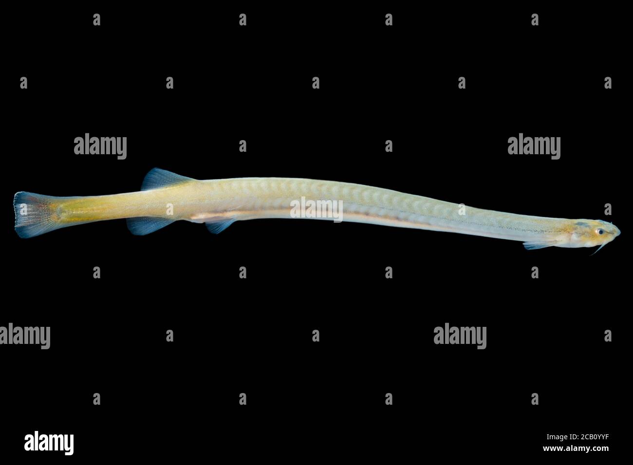 Candiru (Vandellia cirrhosa), also known as cañero, toothpick fish, or vampire fish, is a species of parasitic freshwater catfish in the family Tricho Stock Photo