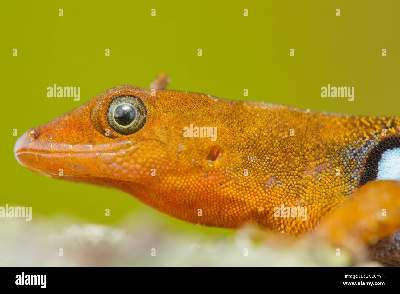 Gonatodes is a genus of New World dwarf geckos of the family Sphaerodactylidae, Colombia Stock Photo