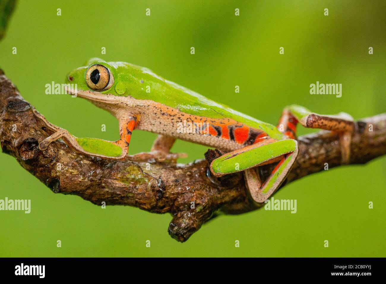 Northern orange-legged leaf frog or tiger-legged monkey frog (Pithecopus hypochondrialis) in the family Phyllomedusidae found in South America. Stock Photo