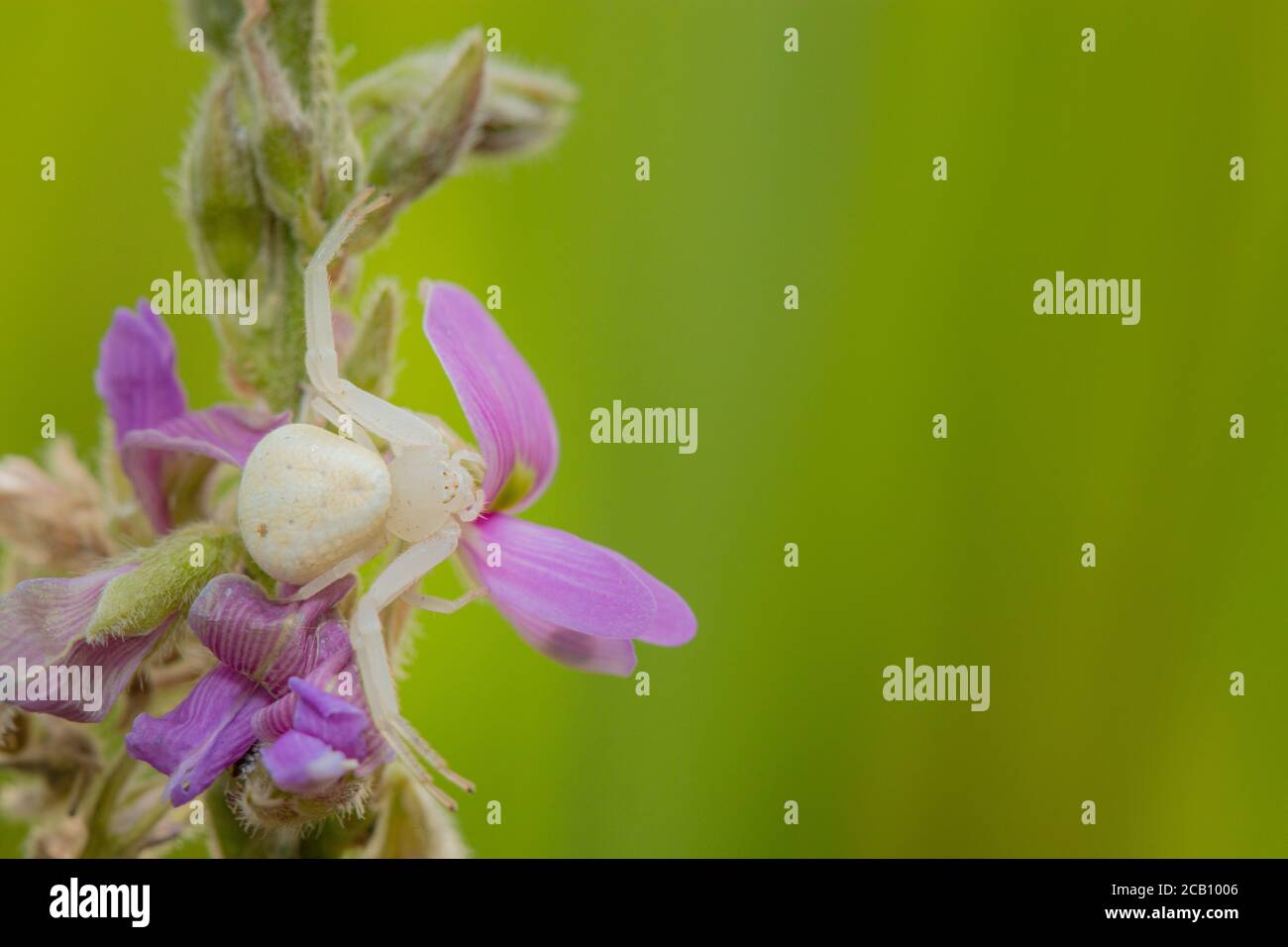 Goldenrod crab spider female in a flower of Fabaceae. Ibague, Tolima, Colombia. Stock Photo