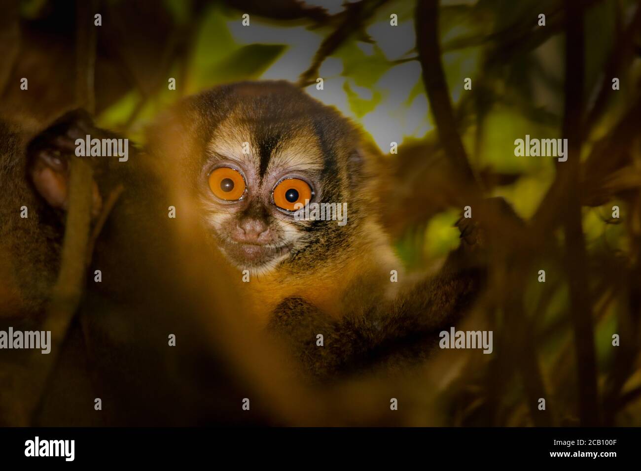 Night monkeys, also known as the owl monkeys or douroucoulis, are the members of the genus Aotus of New World monkeys (monotypic in family Aotidae). I Stock Photo