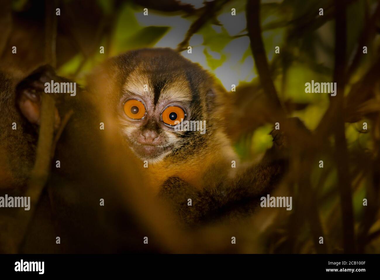 Night monkeys, also known as the owl monkeys or douroucoulis, are the members of the genus Aotus