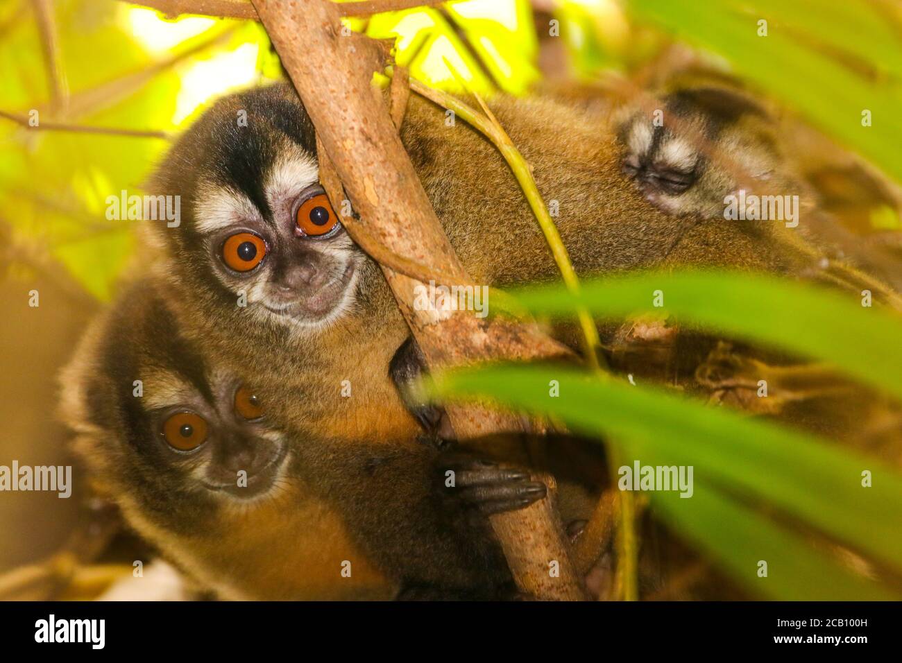 Night monkeys, also known as the owl monkeys or douroucoulis, are the members of the genus Aotus