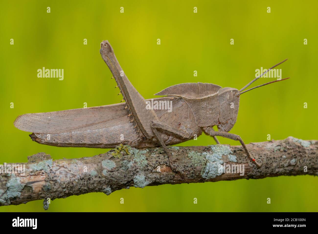 Romaleidae lubber genus hires stock photography and