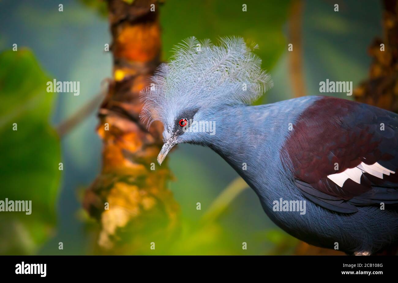 Southern crowned pigeon Goura scheepmakeri sclateri. Wildlife bird. Zoo Prague. The best photo. Stock Photo
