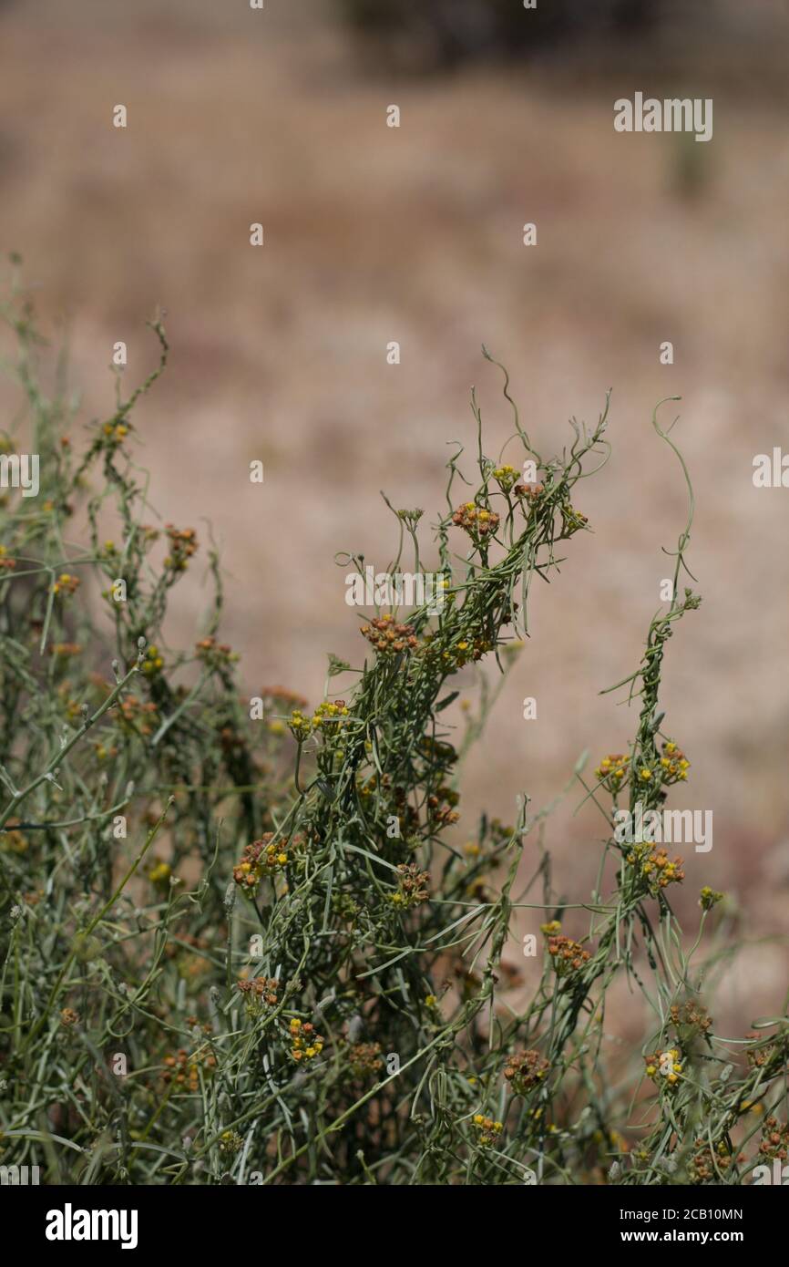 Yellow Inflorescences, Utah Vine Milkweed, Funastrum Utahense, Apocynaceae, native perennial, Twentynine Palms, Southern Mojave Desert, Springtime. Stock Photo