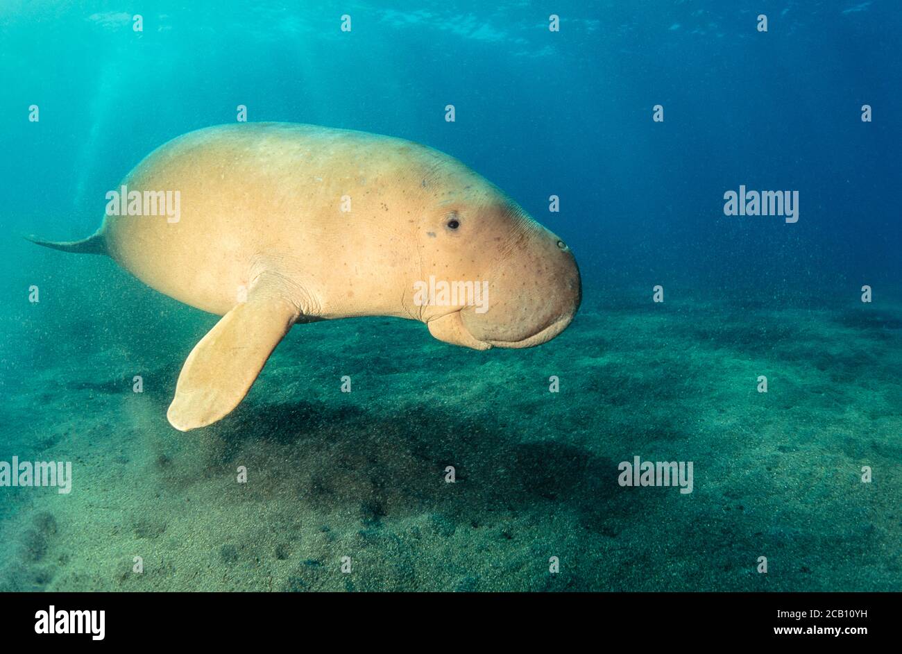 A dugong, Dugong dugon, over a sandy mud bottom, Indonesia. Stock Photo