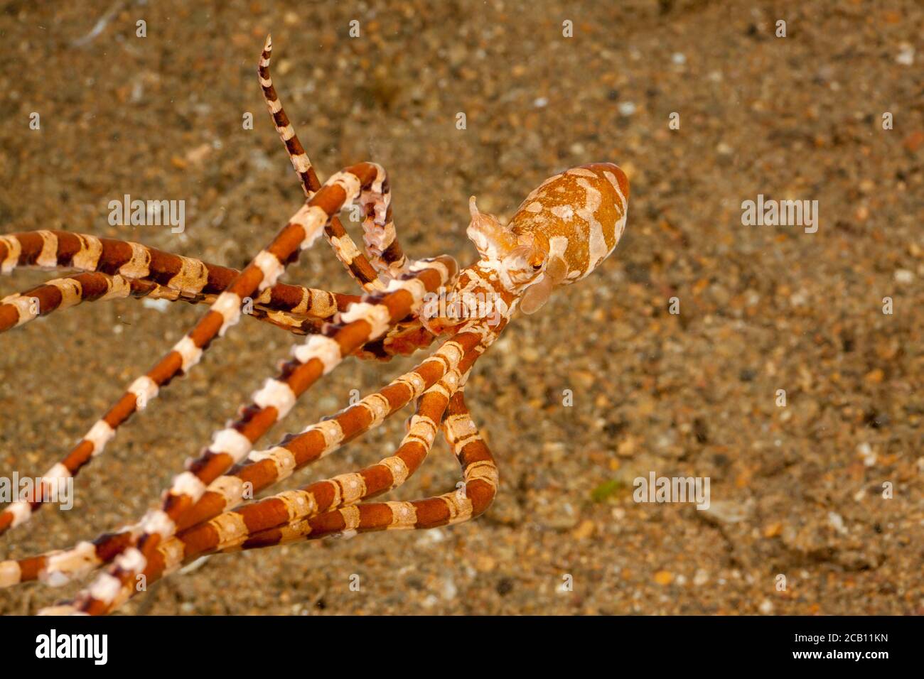 Mimic octopus, Thaumoctopus mimicus, Philippines.  Some believe that this octopus intentionally mimics the appearance of other animals as a form of ca Stock Photo