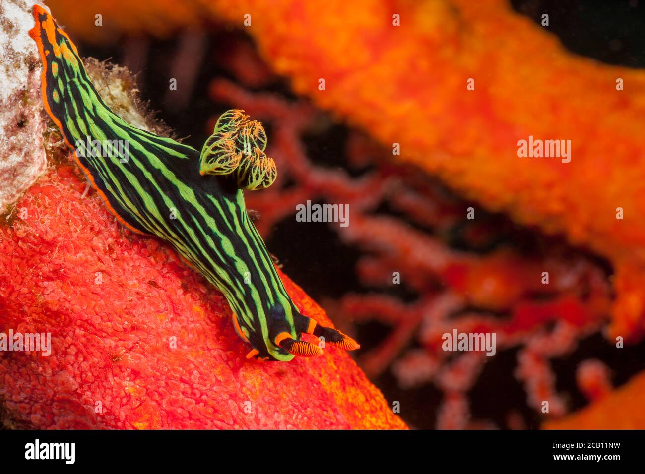 Green Neon Nudibranch, Nembrotha, kubaryana, green and orange nudibranch, Indonesia. Stock Photo