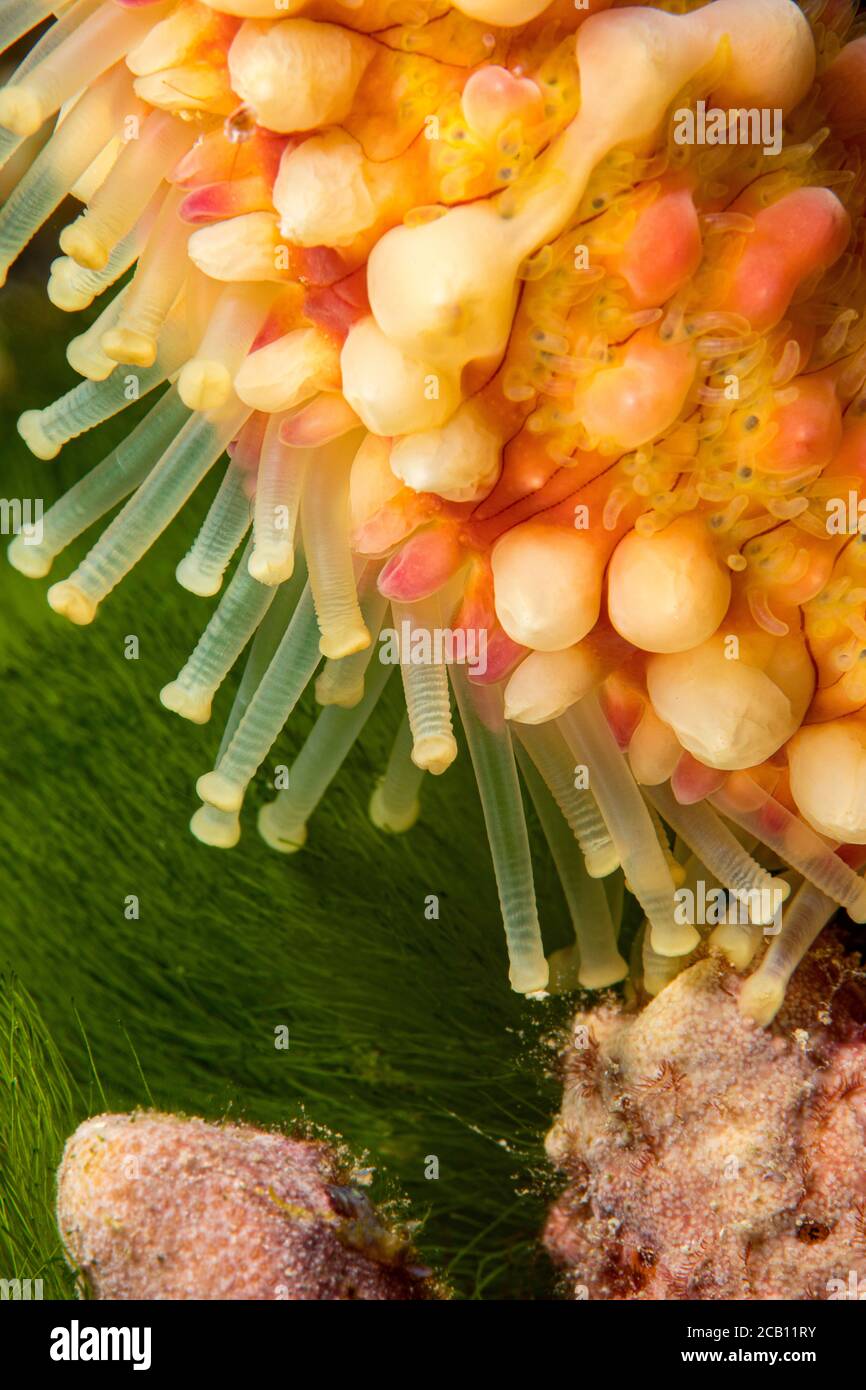 A close look at the tube feet of a warty sea star, Echinaster callosus, Yap, Micronesia. Stock Photo