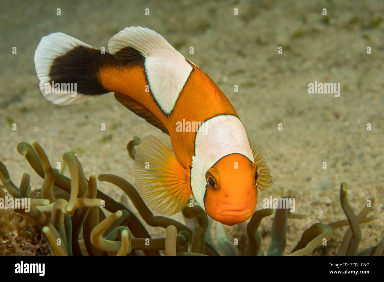 The saddleback clownfish or yellowfin anemonefish, Amphiprion polymnus, forms a symbiotic mutualism with sea anemones and is unaffected by the stingin Stock Photo