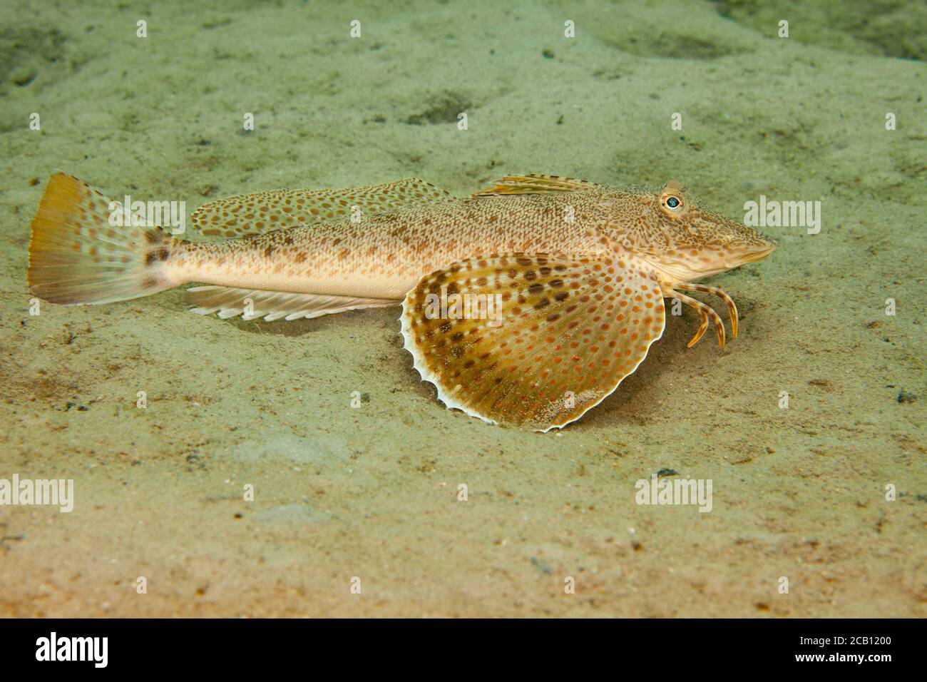 The leopard searobin, Prionotus scitulus, reaches 10 inches in length and is uncommon in Florida, USA. Stock Photo