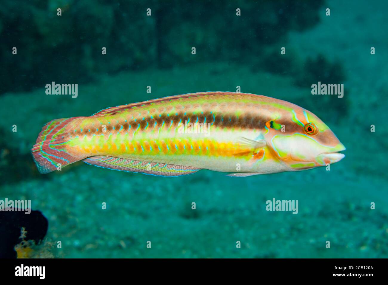 The slippery dick, Halichoeres bivittatus, is a species of wrasse ...