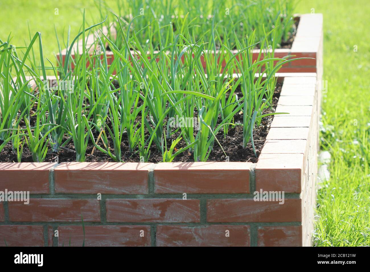 Raised bed gardening. Onions plant growing in garden Stock Photo Alamy