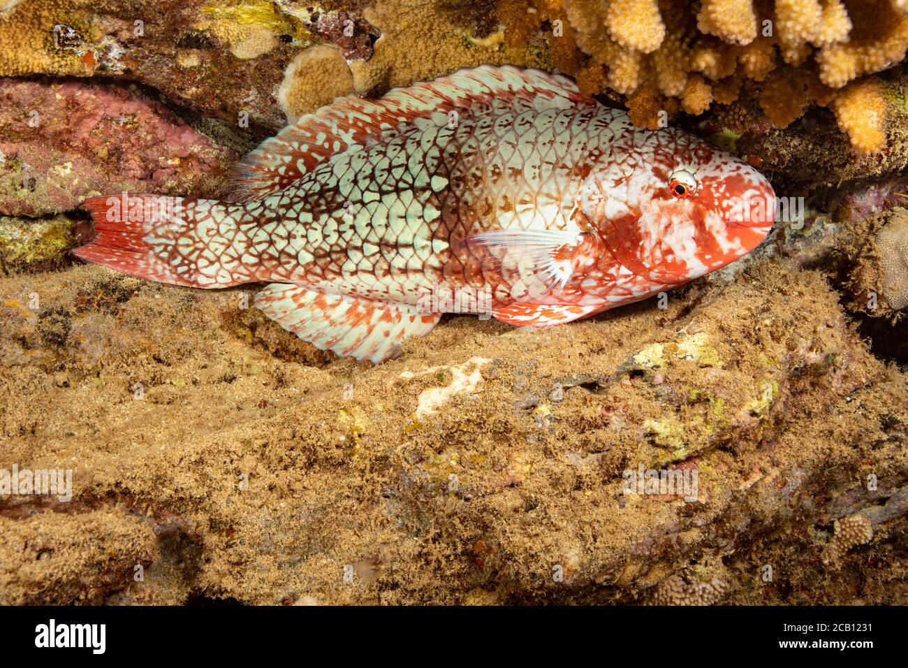 The initial phase of a redlip parrotfish, Scarus rubroviolaceus, photographed while sleeping at night, Hawaii. Stock Photo