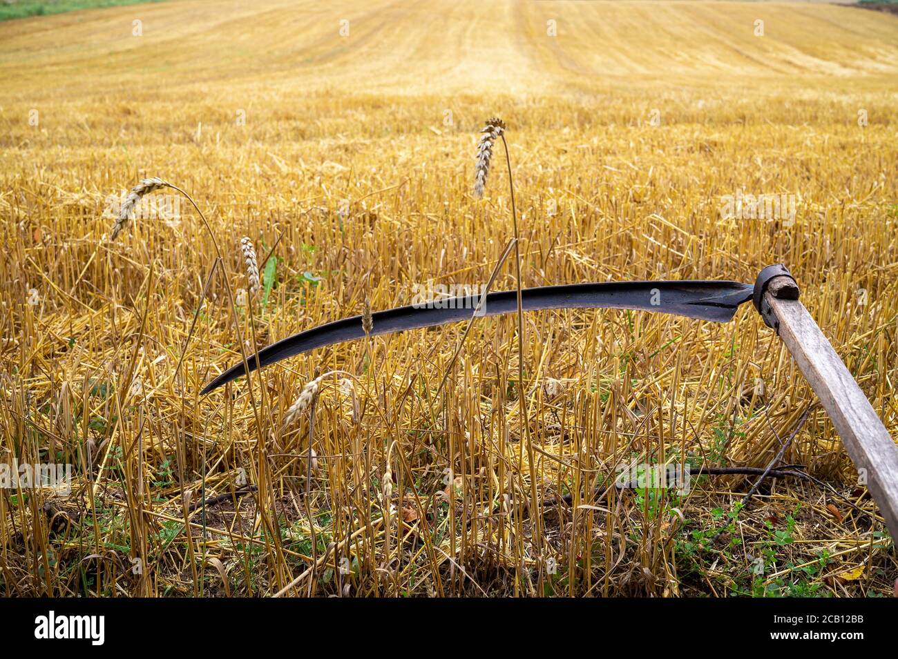 Rustic scythe in a harvested field of wheat with stalk stubble in an ...