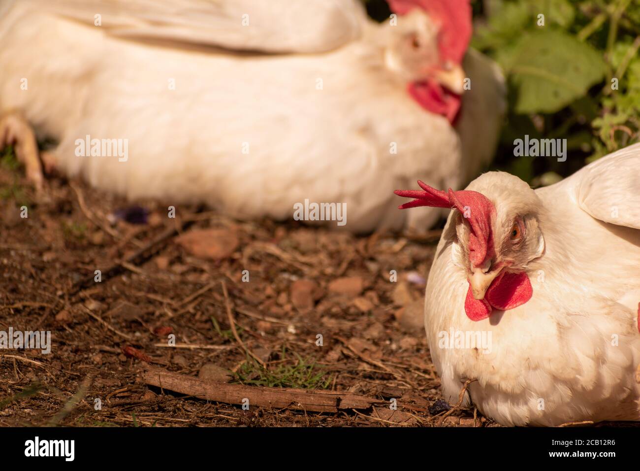 White leghorn chickens hens napping Stock Photo