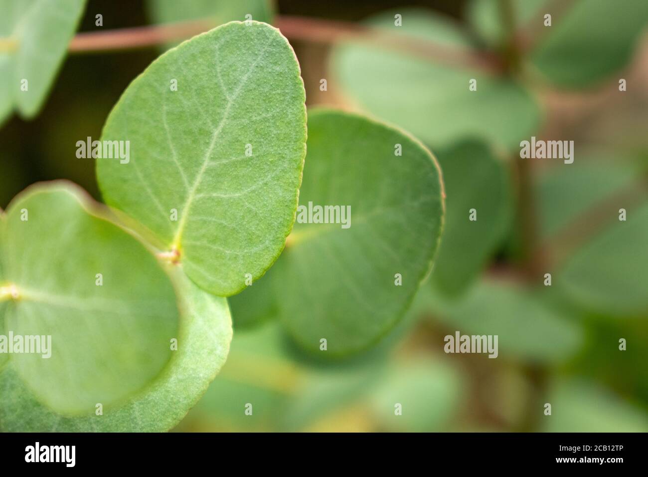 Eucalyptus leaves closeup Stock Photo