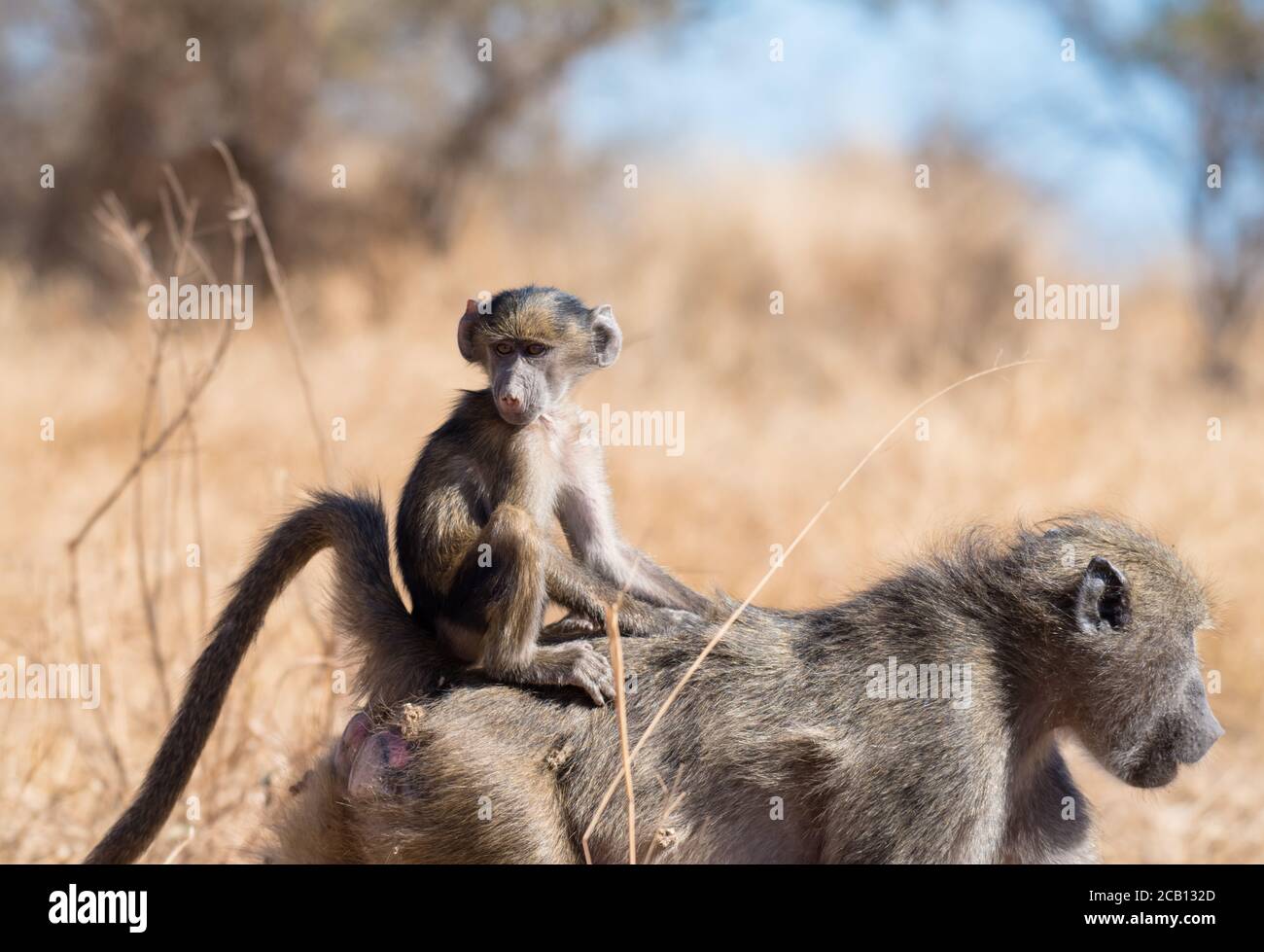 Young Baboon riding on the back of the mother Stock Photo - Alamy