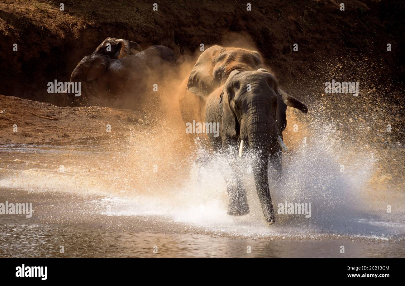 Bigger elephant bull chasing younger less dominant male into the river with the water and dust flying everywhere and all over Stock Photo