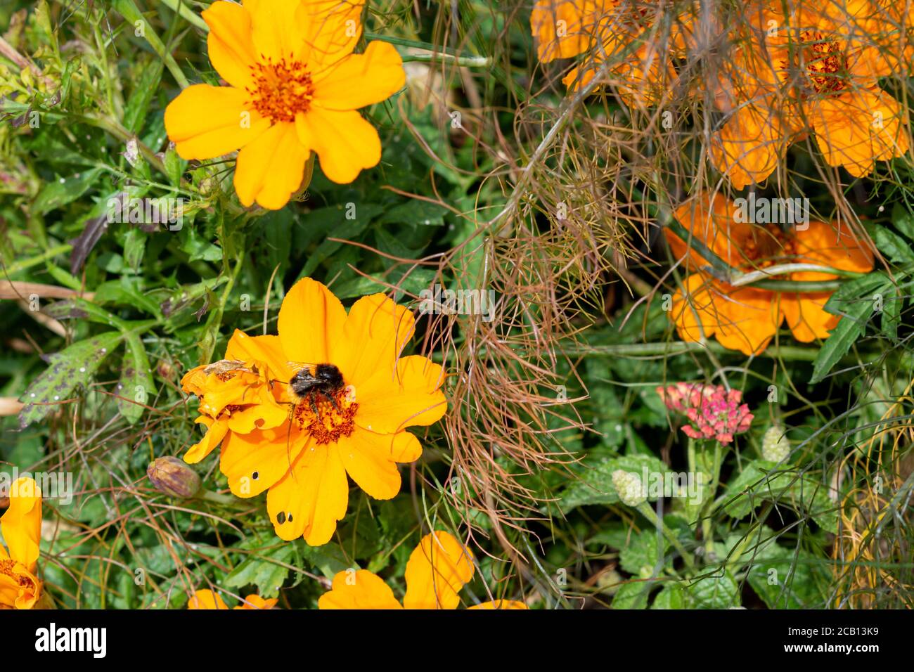 Closeup picture of a bumblebee on a yellow flower. Picture from Copenhagen, the capital of