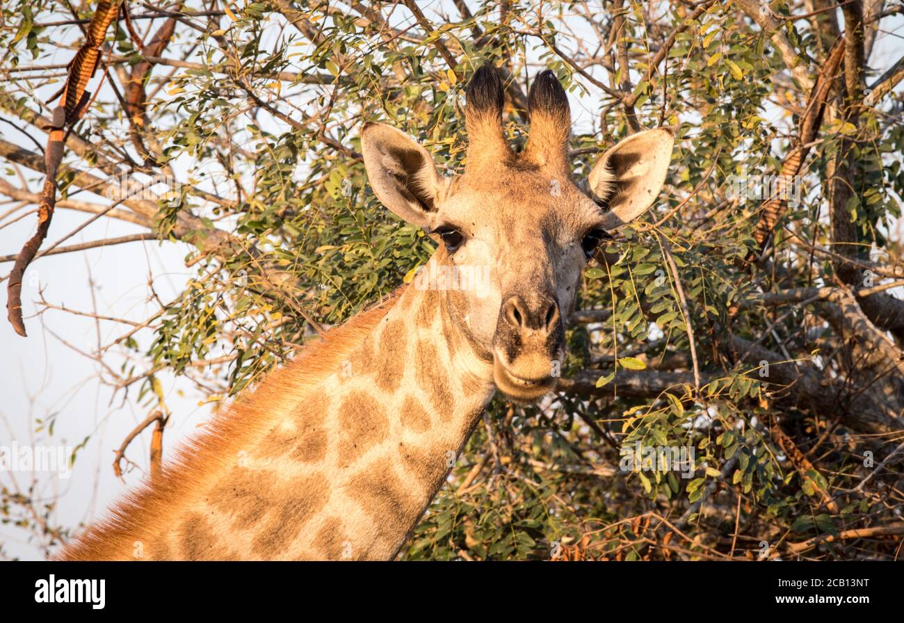 Giraffe looking straight forward showing eyes with long eyelashes and horns covered by hair with a thorn tree behind Stock Photo