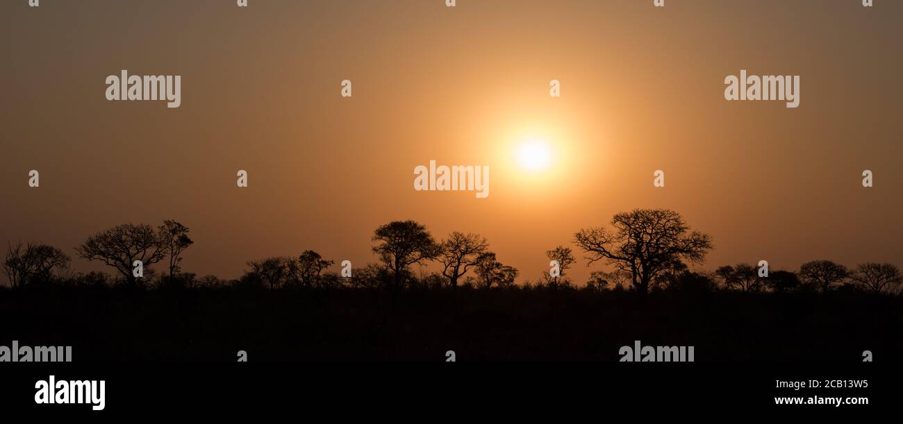 Silhouette of trees during sunrise and sunset Stock Photo - Alamy