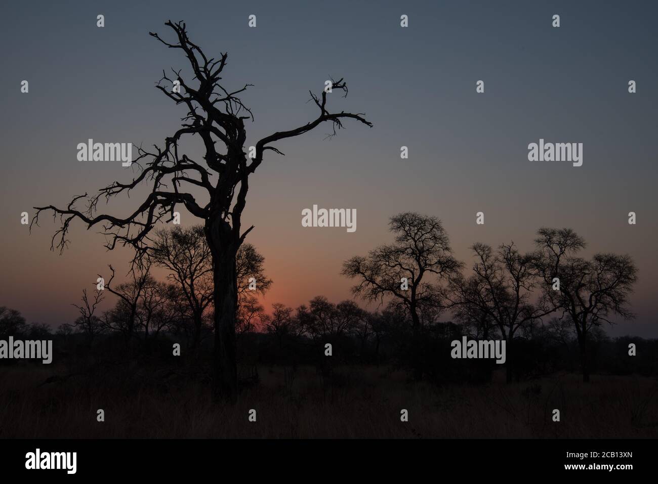 Silhouette of trees during sunrise and sunset Stock Photo - Alamy