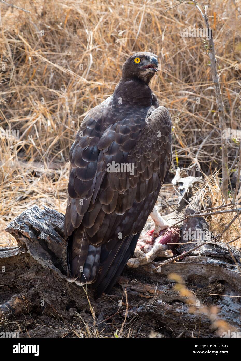 South african biggest eagle hi-res stock photography and images - Alamy