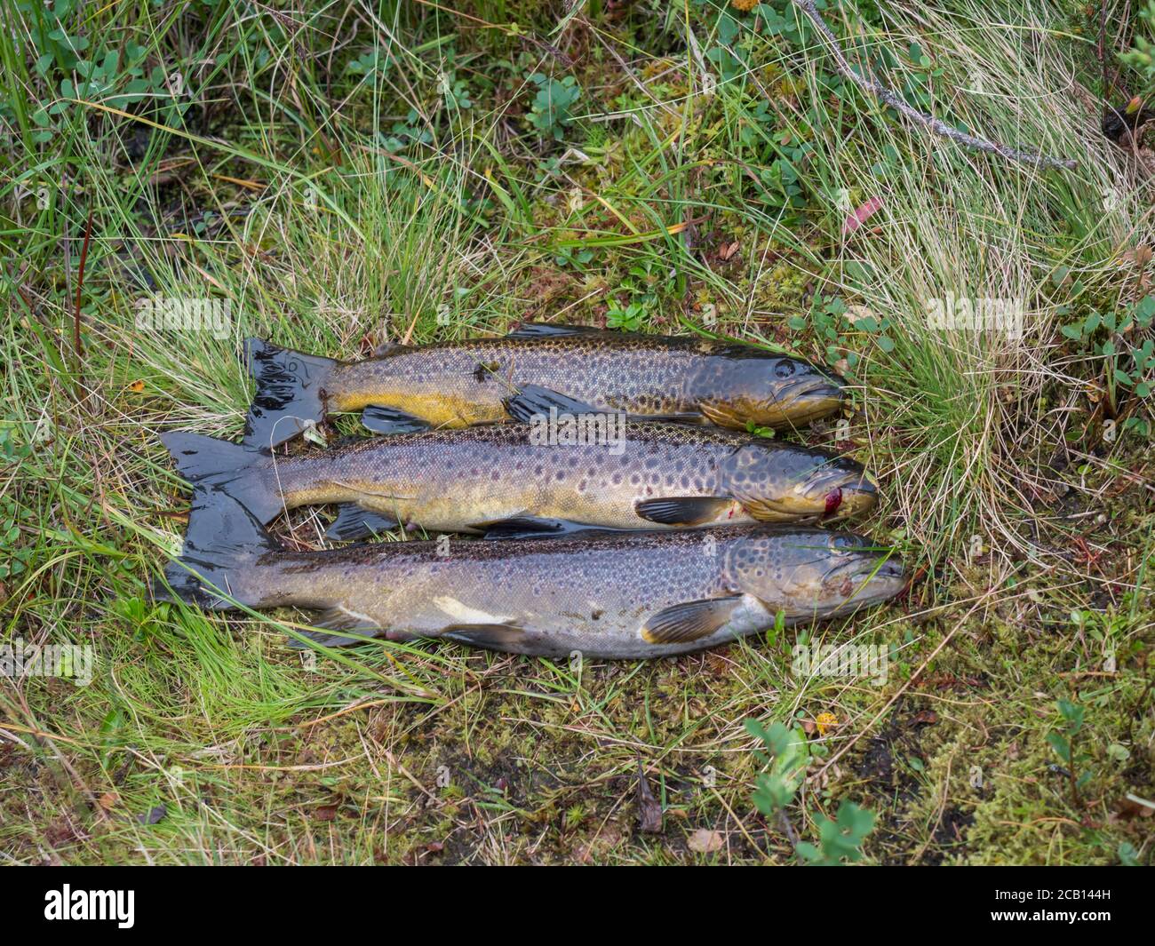 three big rainbow trout, fish displayed on grass. fresh catch