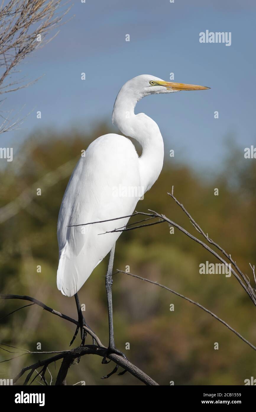 Wild great egret (Ardea alba) in Arizona, USA Stock Photo