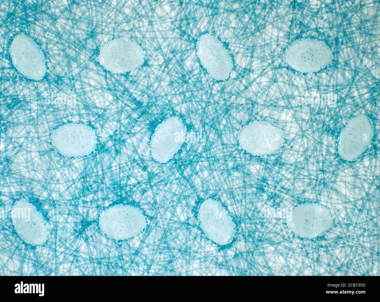 Outer layer of disposable protective face mask under the microscope, horizontal field of view is about 6mm Stock Photo