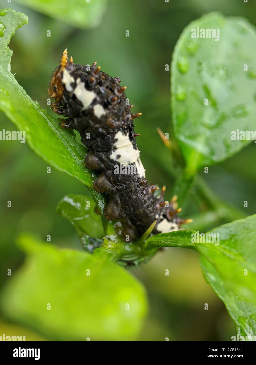 caterpillar on a leaf with a macro lens Stock Photo - Alamy