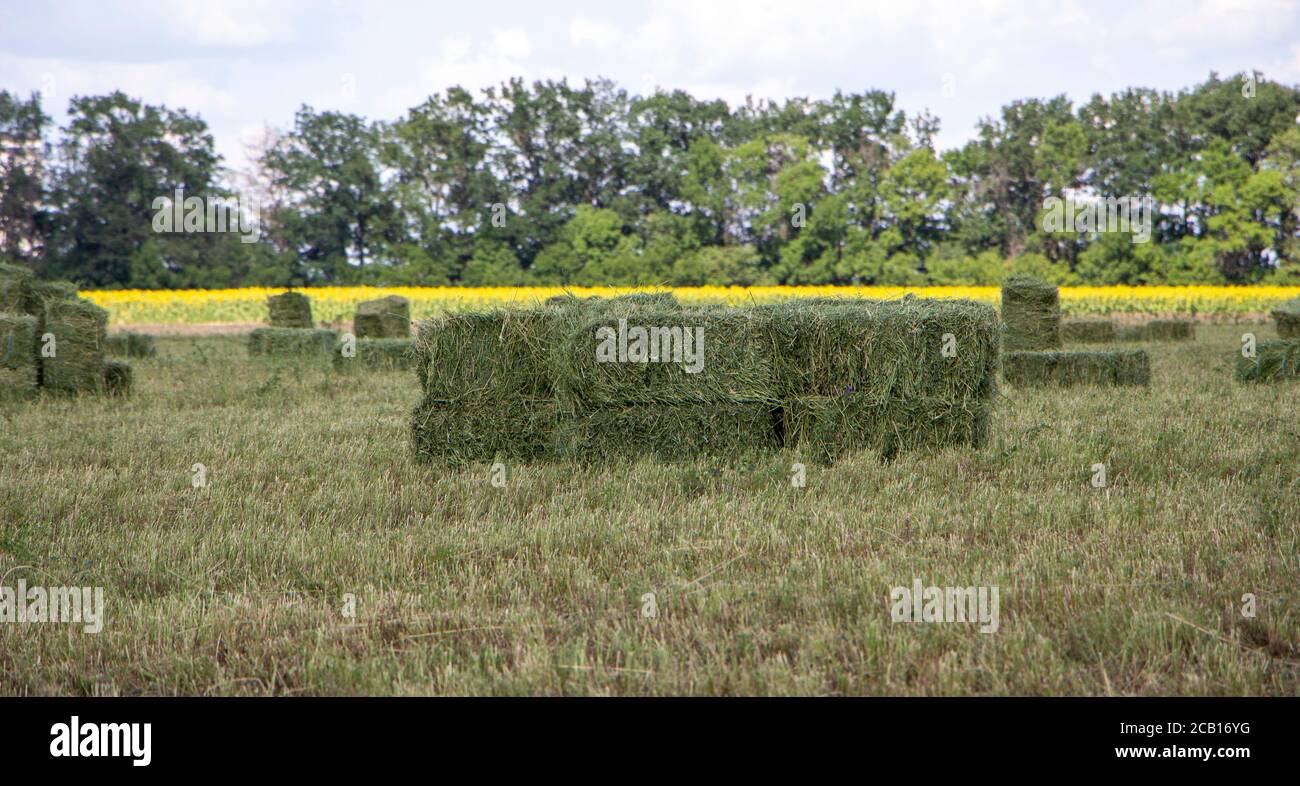Rectangular bales of alfalfa hay lie on the field. Stock Photo