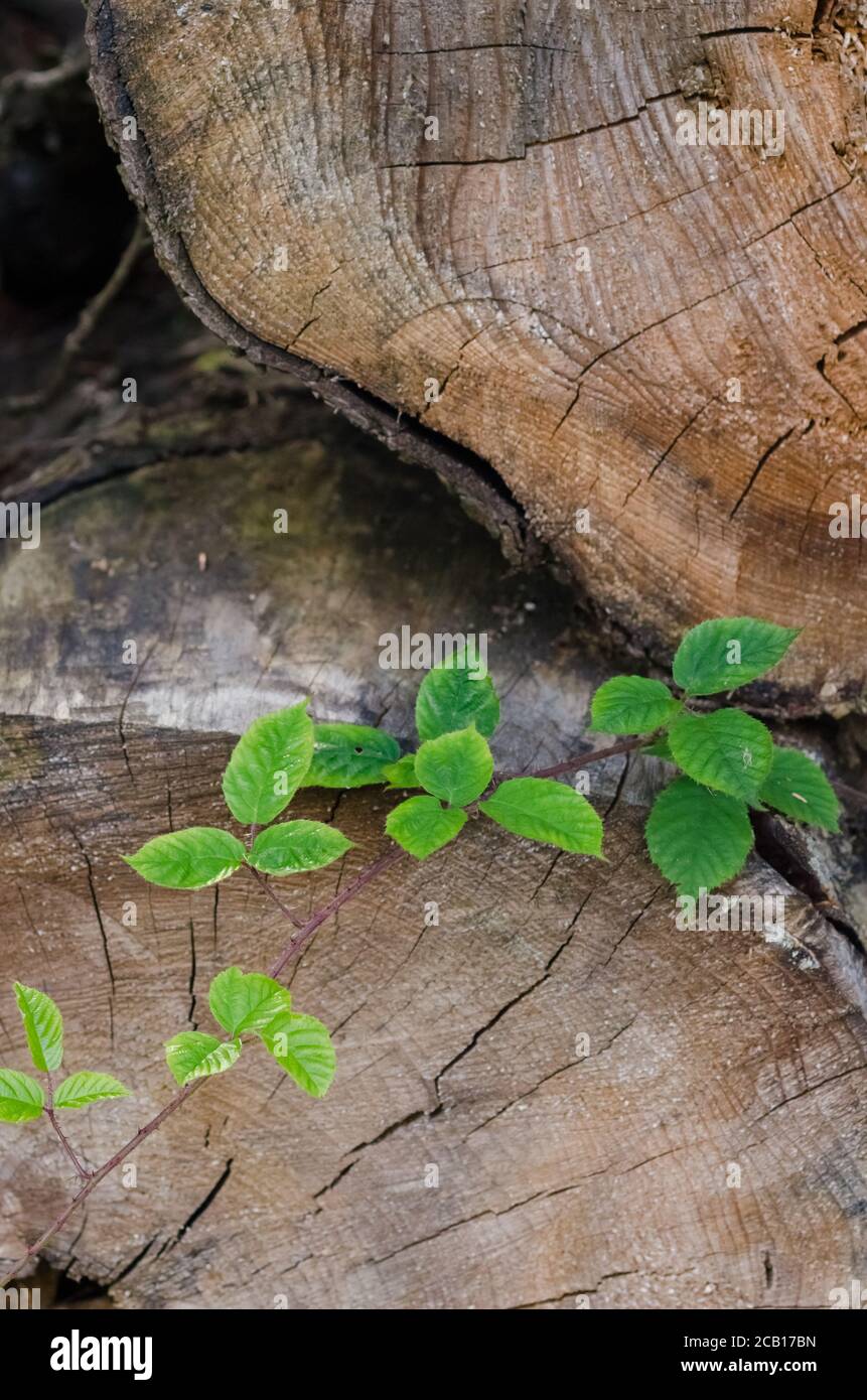 Close-up view of cross-section of a tree trunk with rubus, blackberry leaves in a forest, wooden structure and patterns of felled trees Stock Photo