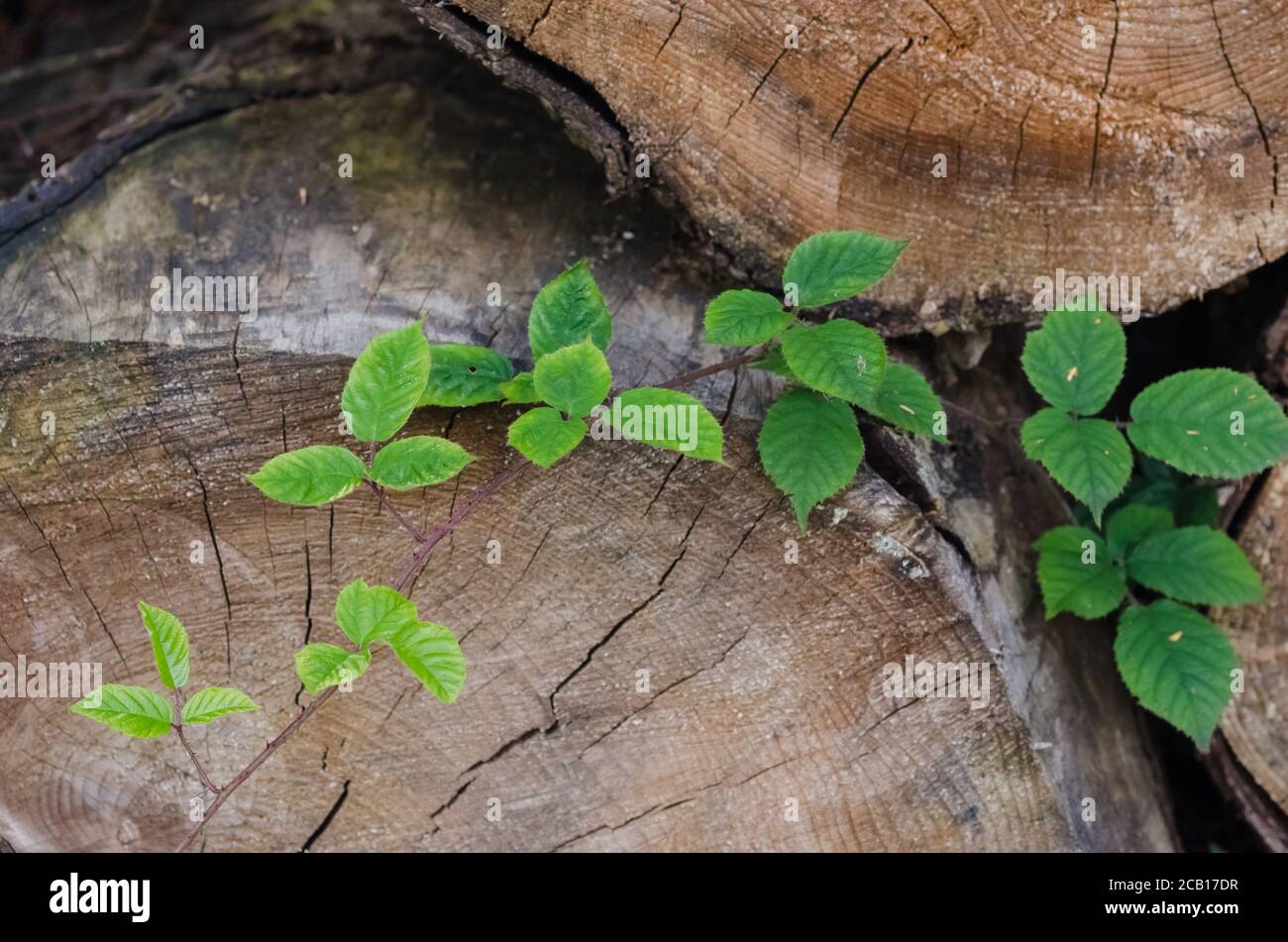 Close-up view of cross-section of a tree trunk with rubus, blackberry leaves in a forest, wooden structure and patterns of felled trees Stock Photo