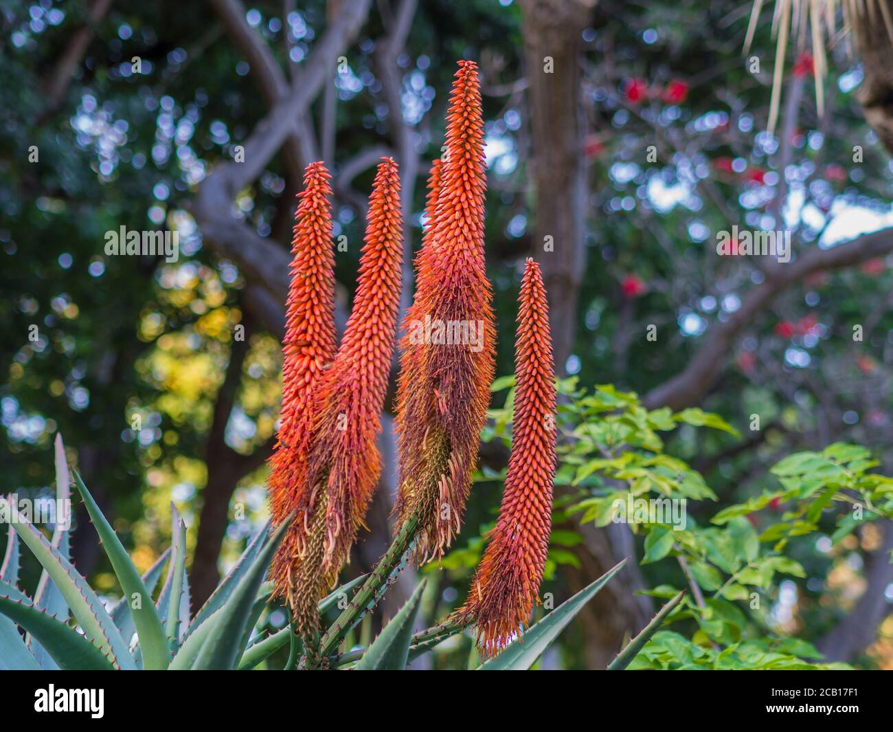 Candelabra aloe aloe arborescens hi-res stock photography and images - Page  3 - Alamy