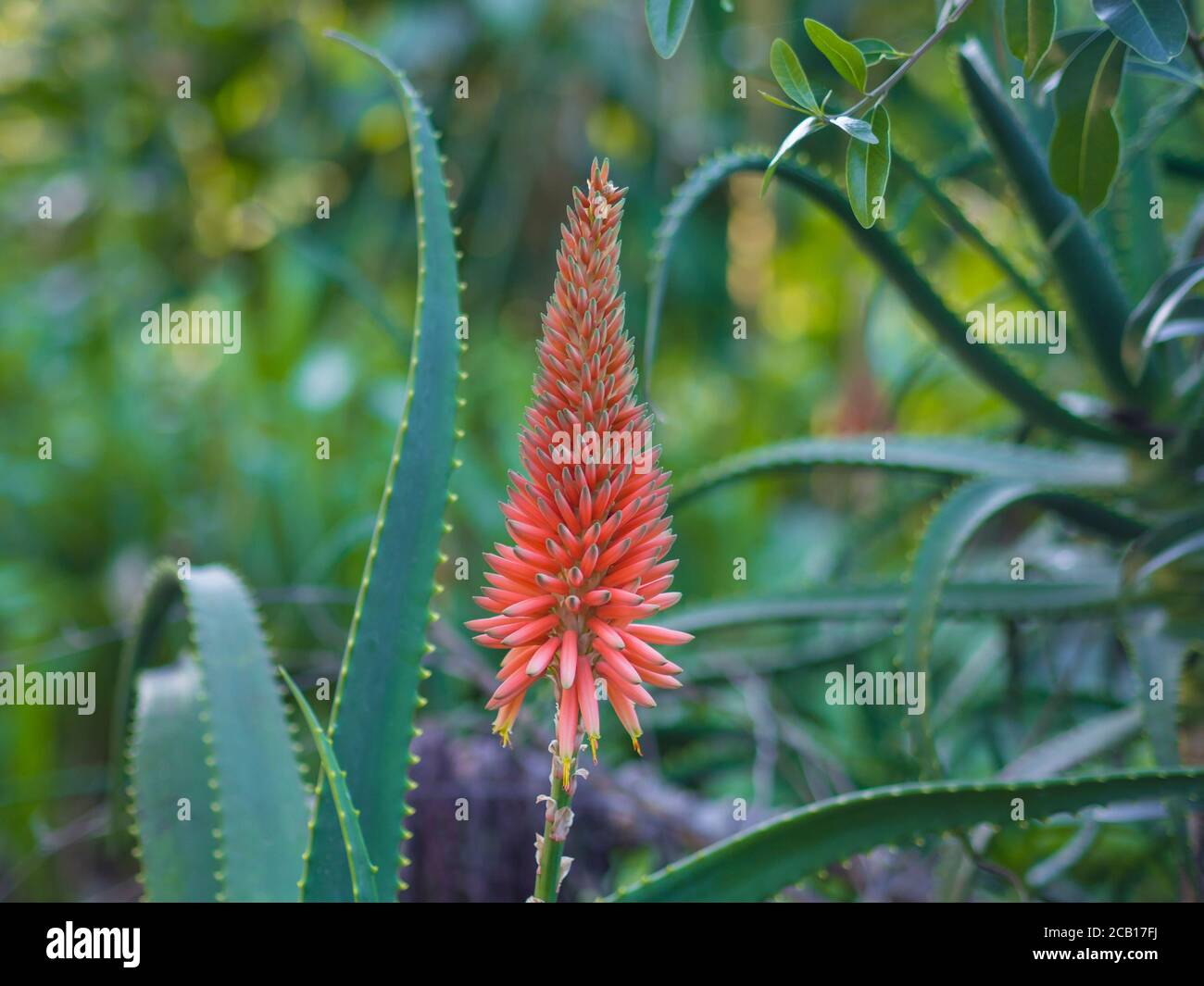 single red blooming candelabra aloe flowers Aloe arborescens in